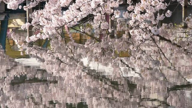 満開に咲きそろったちょうど見ごろのサクラ、ネットでお花見