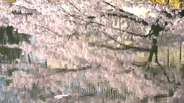 満開に咲きそろったちょうど見ごろのサクラ、ネットでお花見
