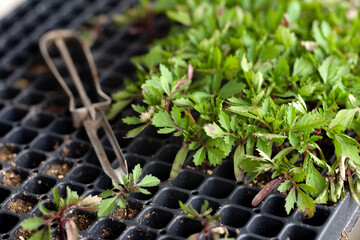 seedings in germination box