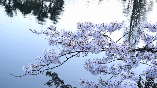 満開に咲きそろったちょうど見ごろのサクラ、ネットでお花見