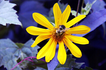 Bee On Flower