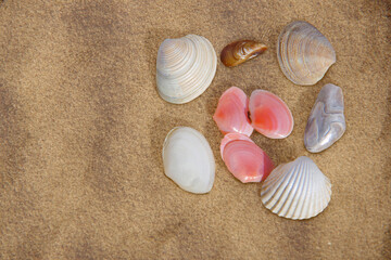 Seashells on a sandy background.