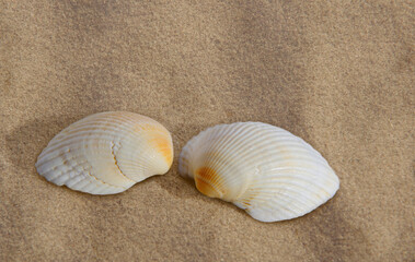 Naklejka na ściany i meble Two seashells on a sandy background.