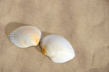 Naklejka na ściany i meble Two seashells on a sandy background.