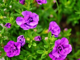 カリブラコア　八重咲き紫