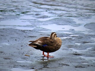 カルガモ1　昼寝