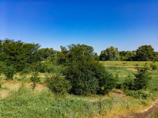Fototapeta premium View of a meadow with green grass and trees in the distance under a blue sky with white clouds on a sunny summer day.