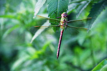 Dragonfly on Green Leaf