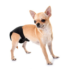 chihuahua with pants in studio