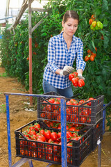 Fototapeta premium Skilled woman engaged in seasonal gardening picking fresh ripe plum tomatoes on farm