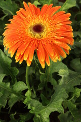 orange gerber daisy