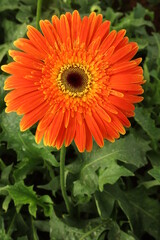 orange gerbera flower