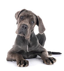 puppy great dane