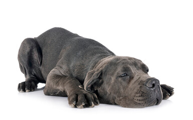 Obraz premium puppy great dane