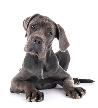 puppy great dane