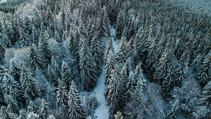 Carpathian mountains winter. Snow coniferous forest at sunset.