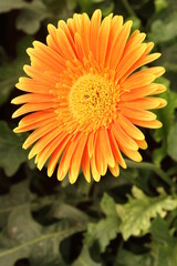 orange flower of calendula