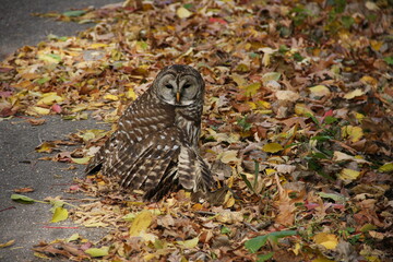Autumn Owl
