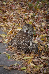 Owl in Fall