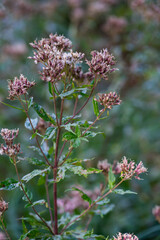 Anywhere is beautiful with flowers