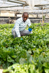 Successful African-American farmer working in greenhouse, engaged in cultivation of organic Malabar spinach..