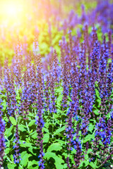 Obraz premium Beautiful lilac lavender flowers close-up.