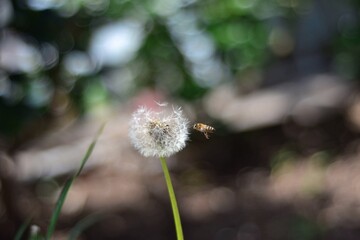 bee on a dandelion