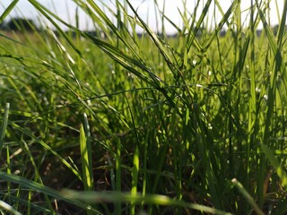 green grass background