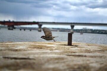bird on the pier