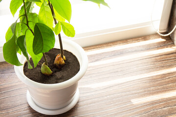 Avocado tree, grown houses, tropical indoor plants. Copy space.