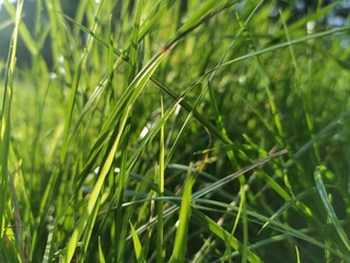 green grass background