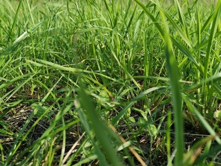 green grass on the grass