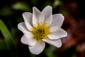 Obraz premium Dryas Octopetala (special flower)