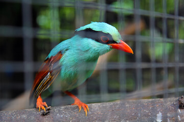 Bird exotic multi-colored tropical blue-red. Bird in a cage.