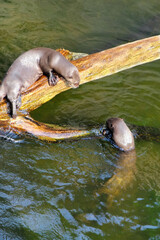 Two otters swim in the water next to a fallen tree.