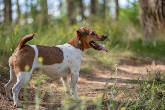 Jack russell terrier playing in the forest. Close-up photographed.