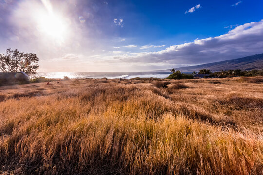 savane de la Pointe au Sel, Saint-Leu, &icirc;le de la R&eacute;union 