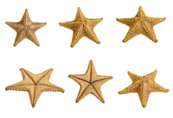 Fototapeta premium Set of starfish isolated on a white background. Close-up. Side view