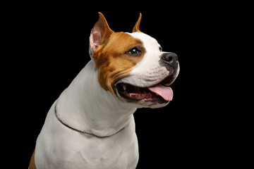 Portrait of White with Red American Staffordshire Terrier Dog in Profile view Isolated on Black Background