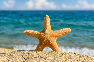 Starfish seashells on the sand by the sea on a sunny day