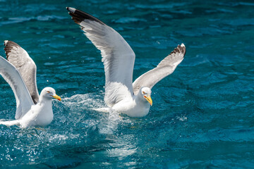 Gull hunting down fish