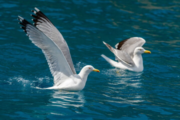 Gull hunting down fish