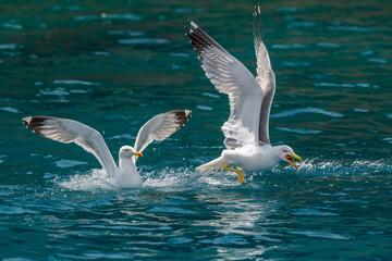 Gull hunting down fish