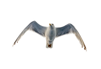 Sea gull flies in the sky. Isolated image on a white background.