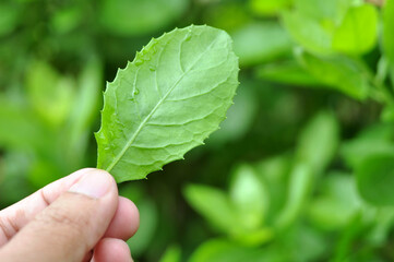 Pluchea indica, the species of flowering plant in the aster family, Asteraceae