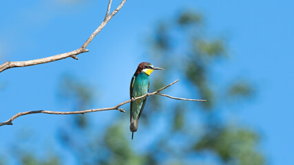 bird, natur, tier, bienenfresser, wild lebende tiere, green, bunt, wild