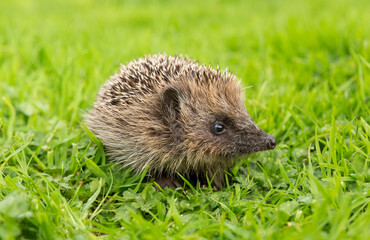 Hedgehog in garden, wild, free roaming native hedgehog, taken from inside a wildlife garden hide to monitor health and numbers of this declining species.  copy space