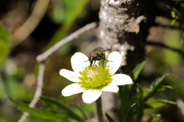 Ugly fly 0002