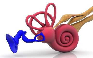 3D inner ear on white background