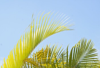 palm tree on blue sky